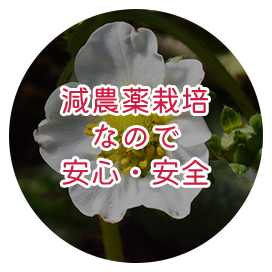 減農薬栽培なので安心・安全
